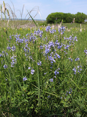 Veronica austriaca