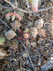 Duvalia caespitosa caespitosa