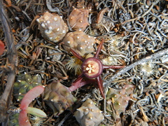 Duvalia caespitosa caespitosa