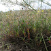 Helianthemum oelandicum rupifragum - Photo (c) Sergey Mayorov, algunos derechos reservados (CC BY-NC), uploaded by Sergey Mayorov