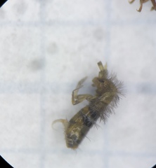 Orchesella bifasciata