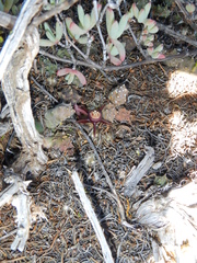 Duvalia caespitosa caespitosa