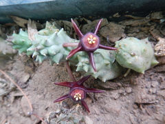 Duvalia caespitosa caespitosa