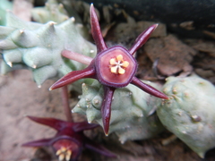 Duvalia caespitosa caespitosa