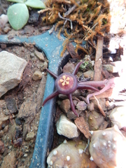 Duvalia caespitosa caespitosa