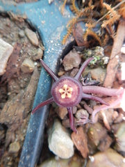 Duvalia caespitosa caespitosa