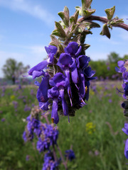 Salvia nutans