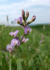 Astragalus austriacus