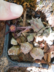 Duvalia caespitosa caespitosa