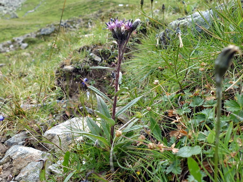 Image of Saussurea alpina by (c) Wolfgang Jauch, some rights reserved (CC BY)