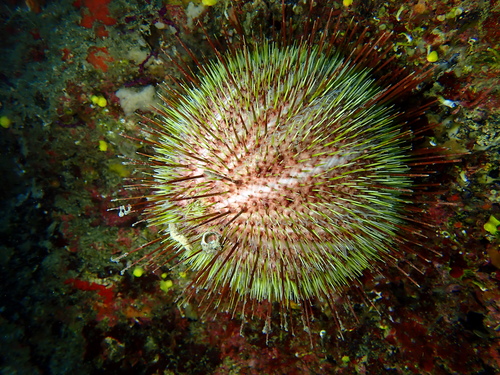 Melon Sea Urchin