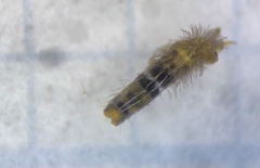 Orchesella bifasciata