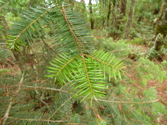 Abies guatemalensis