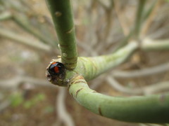 Chilocorus canariensis