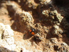 Chilocorus canariensis