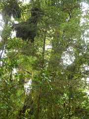 Taxus globosa