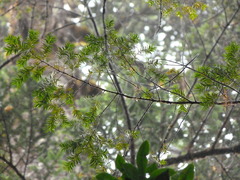 Taxus globosa
