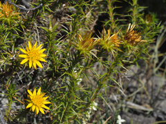 Cullumia bisulca