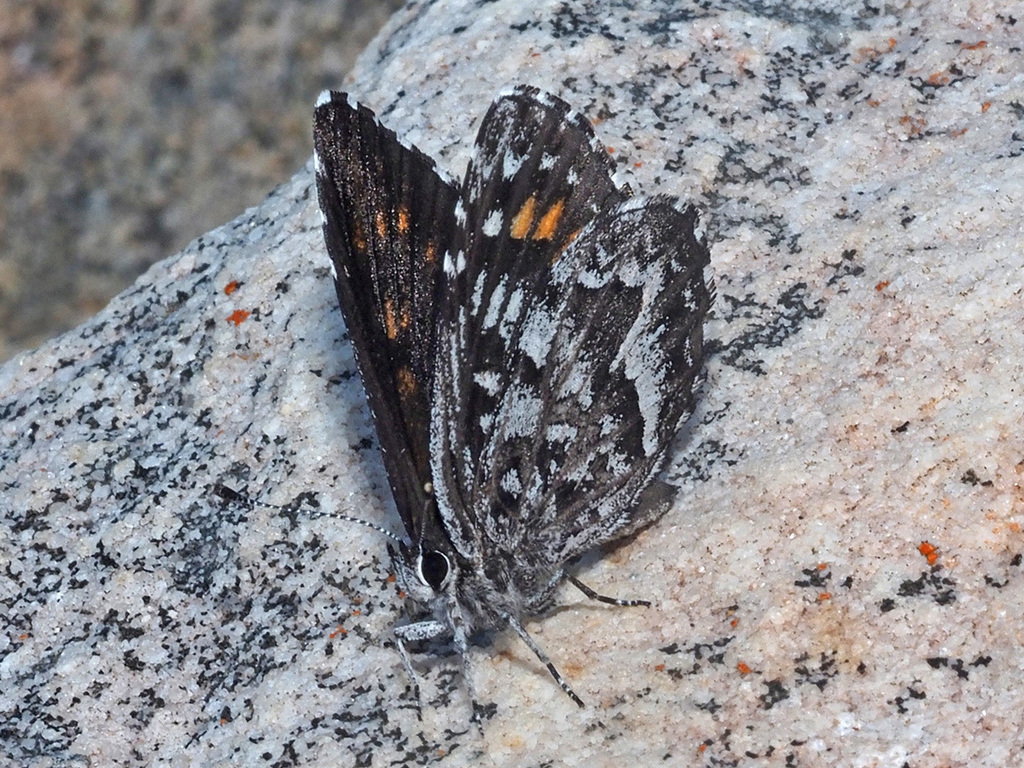 Boland Rocksitter