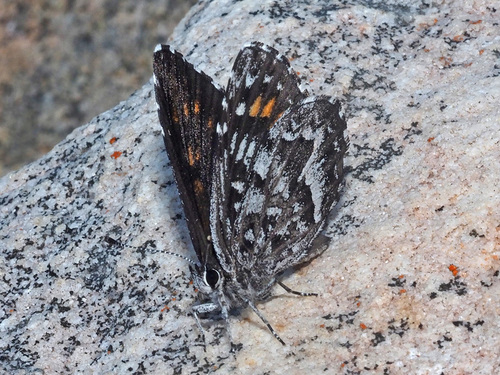 Durbaniopsis saga (Trimen, 1883)