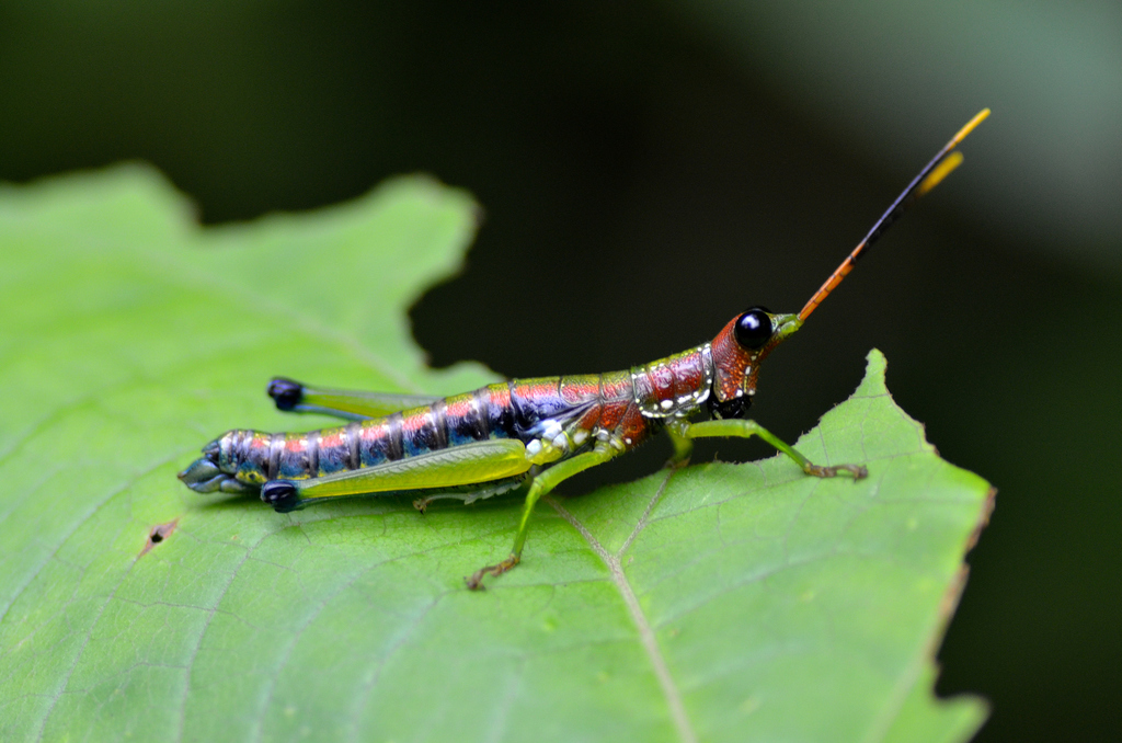 Rakwana ornata