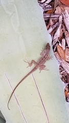 Anolis sagrei