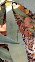 Anolis sagrei