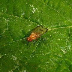 Minettia inusta