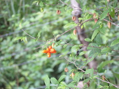 Sapranthus violaceus