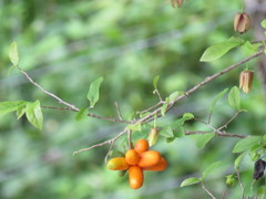 Sapranthus violaceus