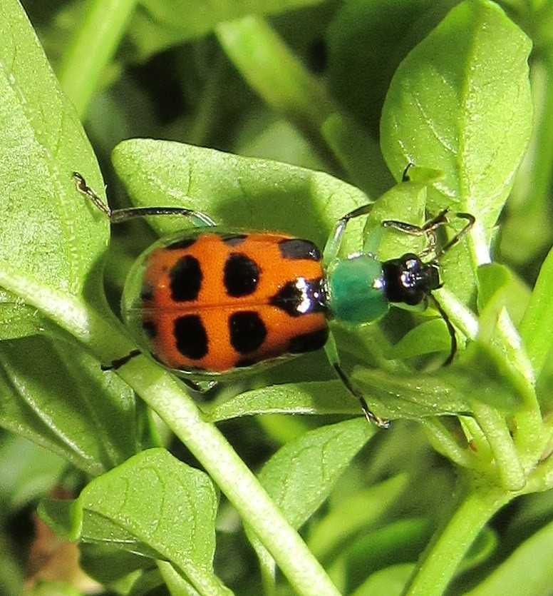 Diabrotica limitata