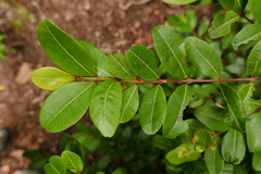Myrcia citrifolia