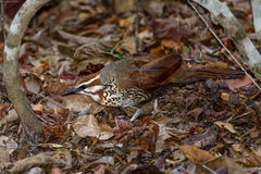 Mesitornis variegatus