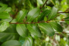 Myrcia citrifolia