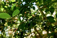 Myrcia citrifolia
