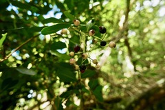 Myrcia citrifolia