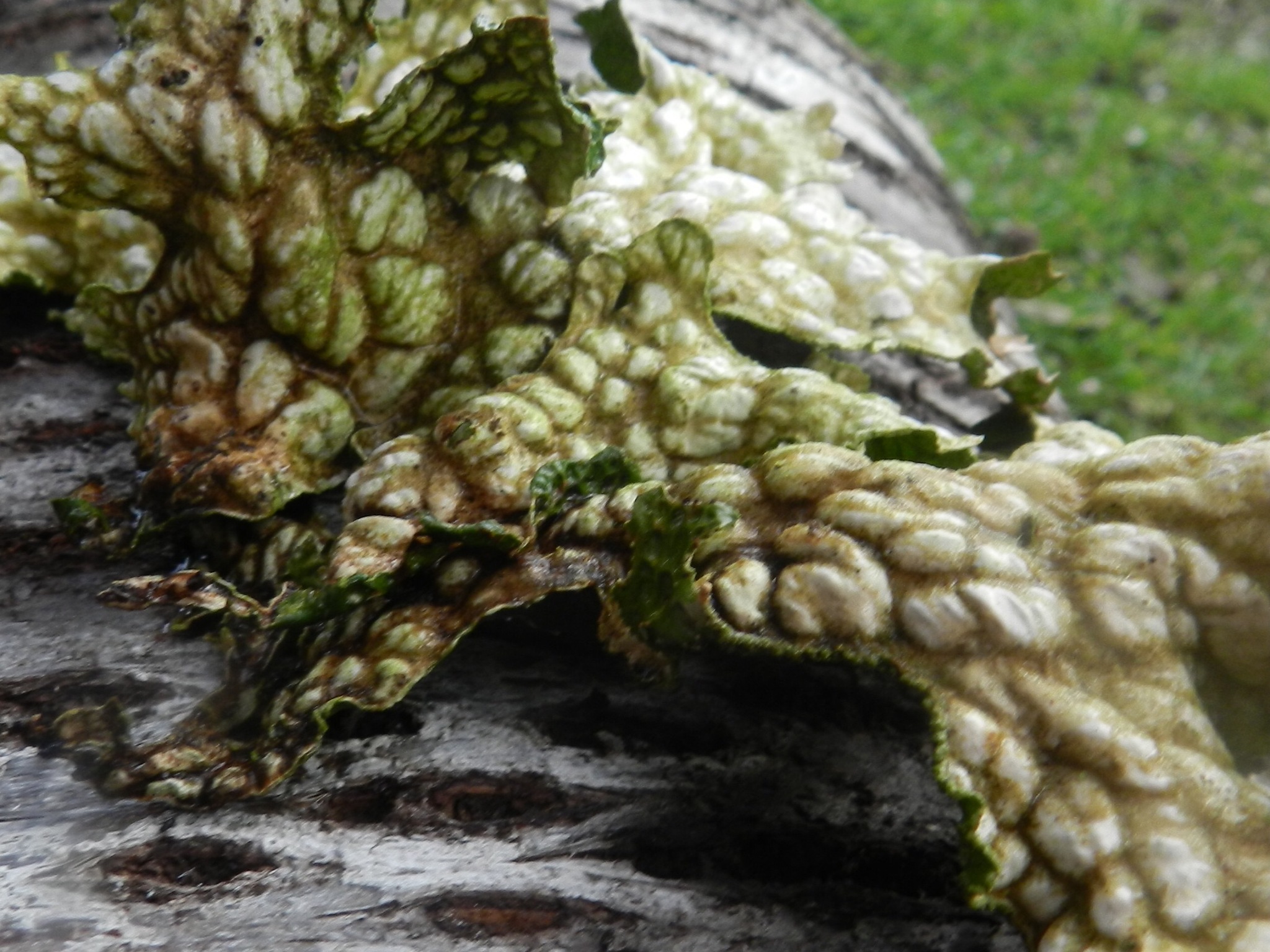 Lobaria pulmonaria image