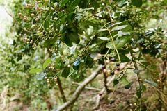Myrcia citrifolia