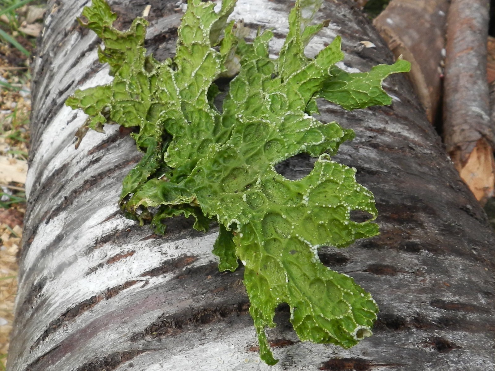 Lobaria pulmonaria image