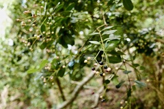 Myrcia citrifolia
