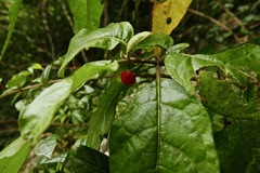 Solanum lanceifolium