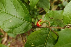 Solanum lanceifolium