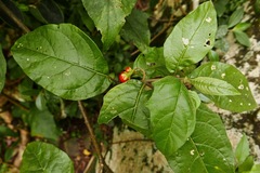 Solanum lanceifolium