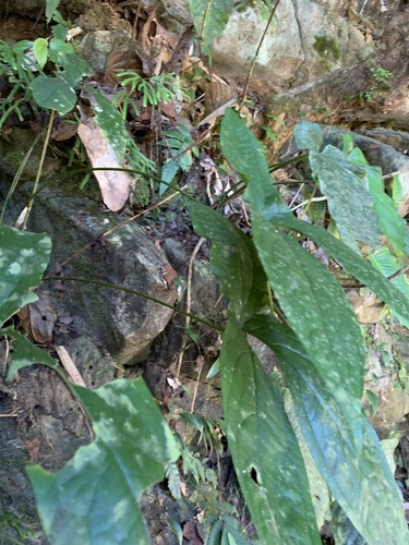 Cyrtosperma macrotum observed 2023-08-13
