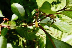 Hamelia axillaris