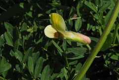 Vicia hybrida