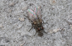 Coenosiinae