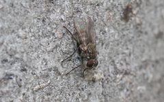 Coenosiinae