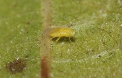 Aphelinidae