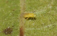 Aphelinidae